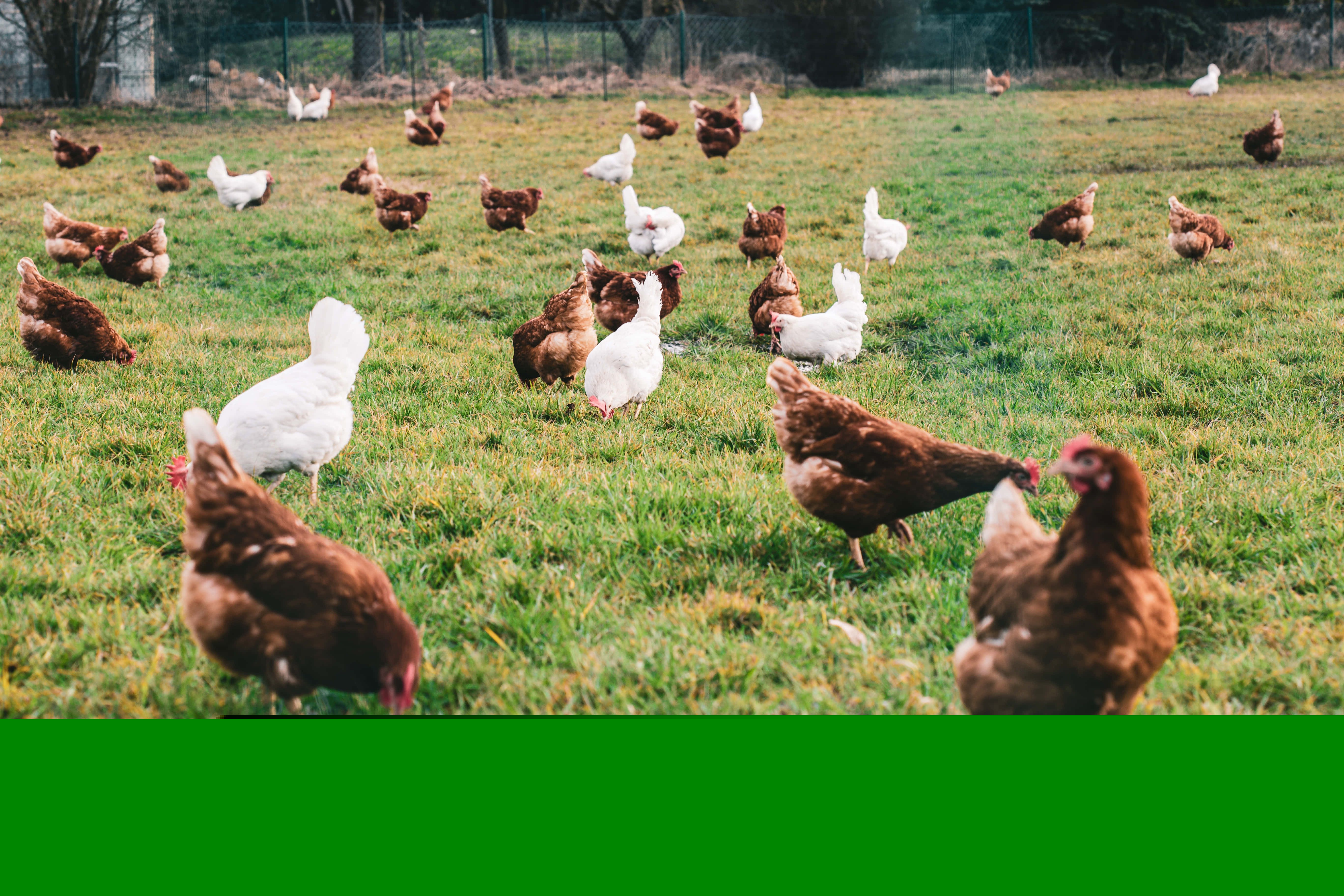 Odoo - Sample 3 for three columns