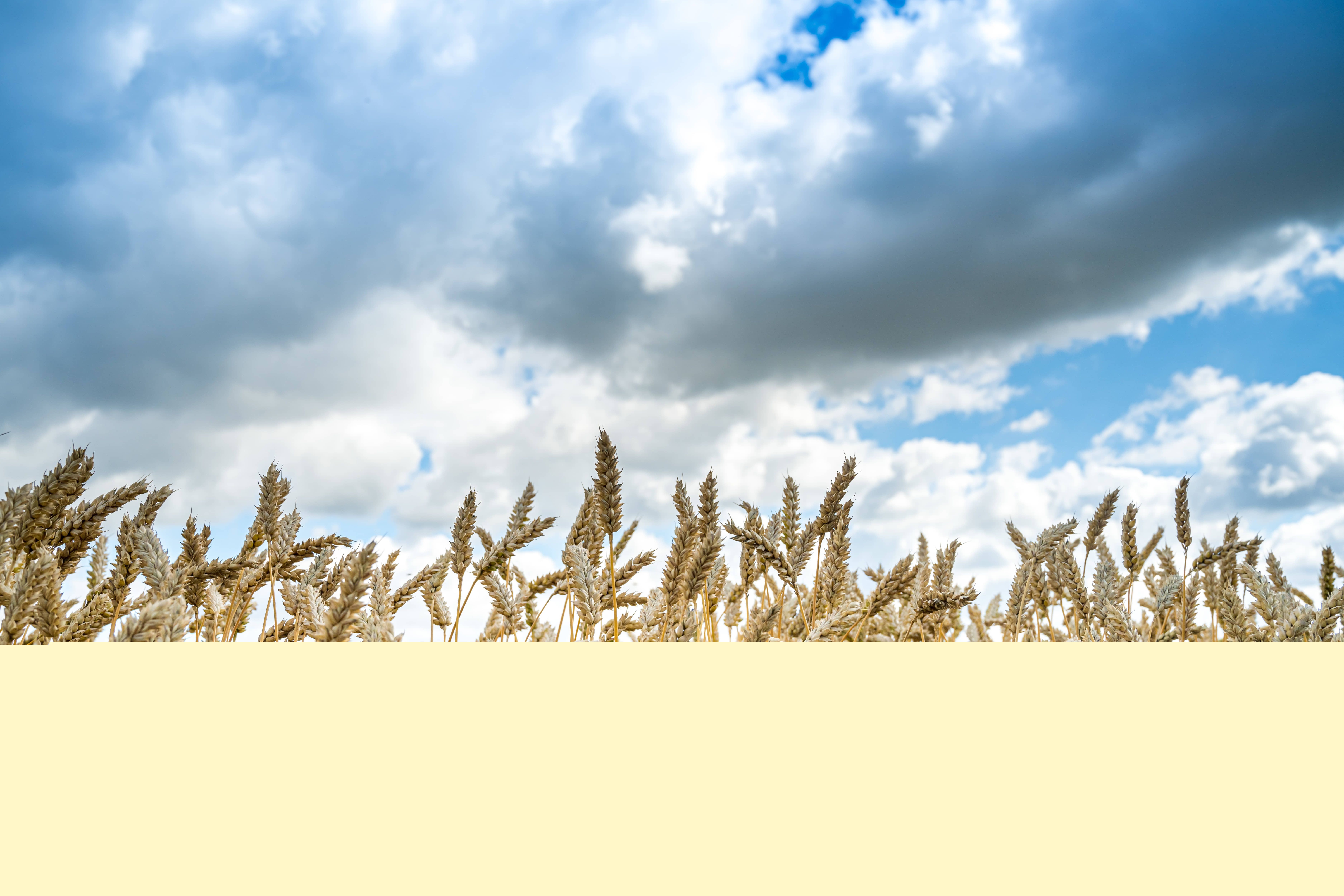 Odoo - Sample 3 for three columns