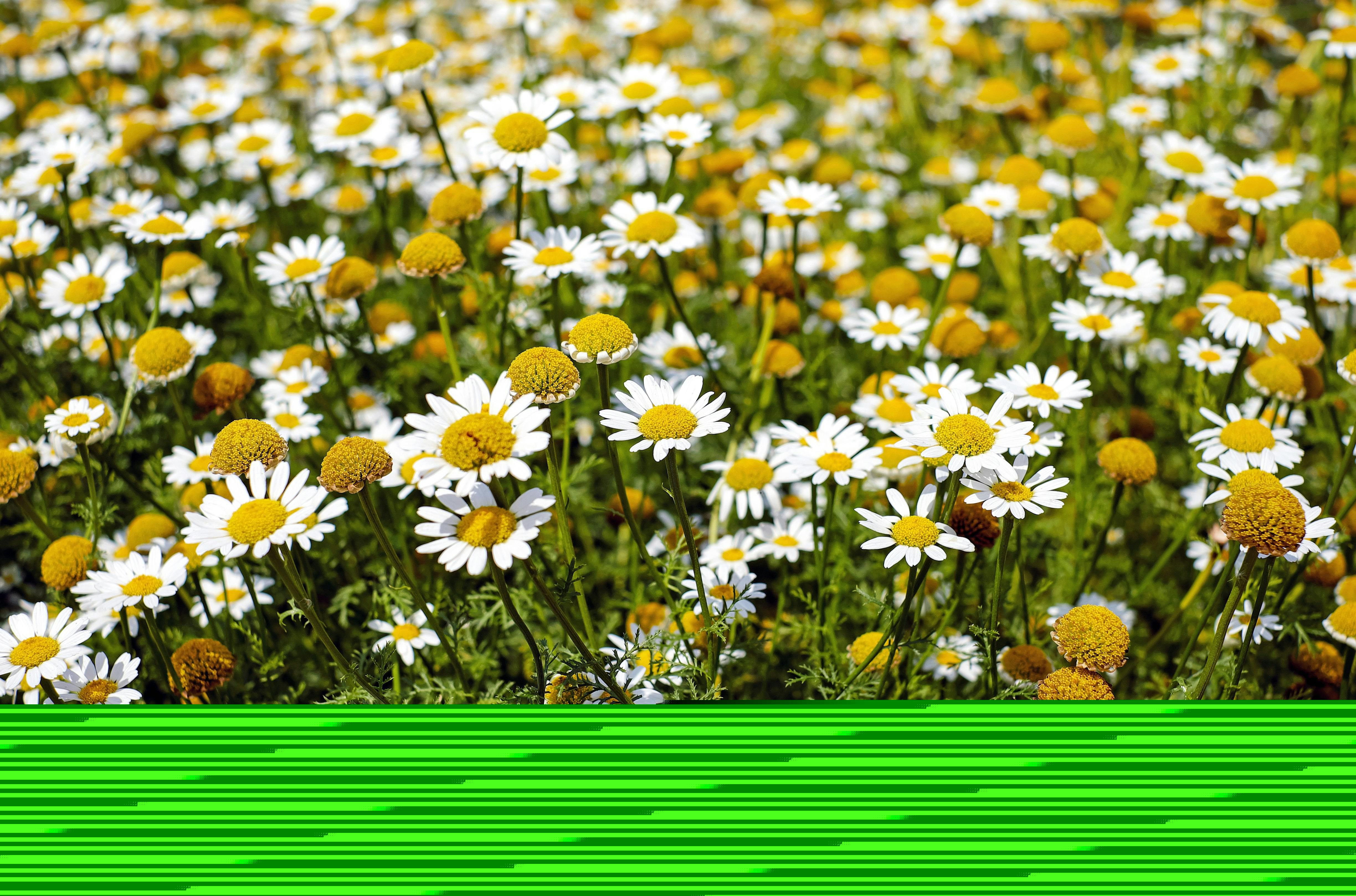 Odoo - Sample 2 for three columns